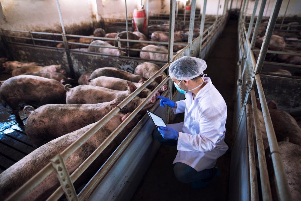 Coordenadoria de Defesa Agropecuária atua há 26 anos com ações de vigilância zoossanitária e fitossanitária, promovidas pelos médicos veterinários da Secretaria de Agricultura de SP