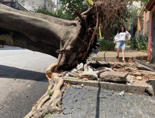 Pinheiro de 11 metros de altura, chichá de 200 anos: conheça algumas das mais de 300 árvores que caíram em tempestade em SP - G1