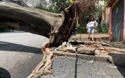 Pinheiro de 11 metros de altura, chichá de 200 anos: conheça algumas das mais de 300 árvores que caíram em tempestade em SP - G1